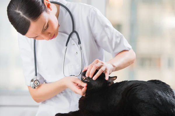 Veterinário examinando dentes de um gato enquanto faz check-up no cli — Fotografia de Stock