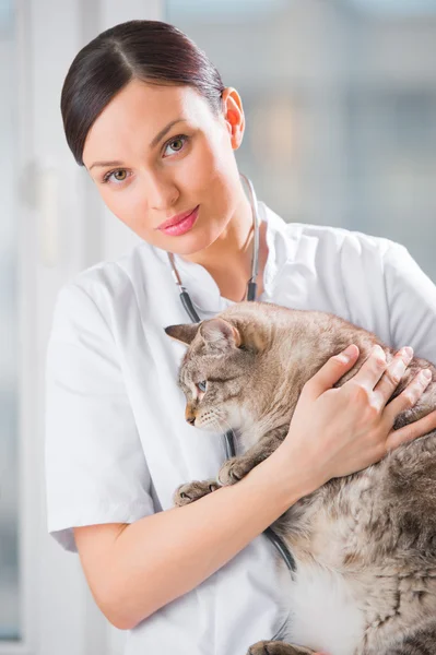 Tierarzt hält und beruhigt Katze in Klinik — Stockfoto