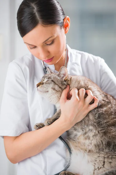 Tenuta di veterinario e calmare un gatto a clinica — Foto Stock