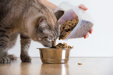 Genç kedi evde onun kaseden yemek. el gıda ekleme