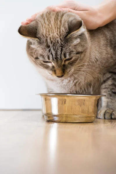 Vrouwelijke hand strelen jonge Cyperse kat in de buurt van haar kom thuis — Stockfoto