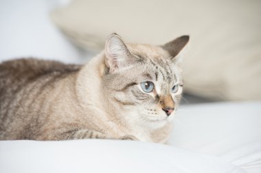 kanepede döşenmesi ve rahatlatıcı sevimli tekir kedi evde-