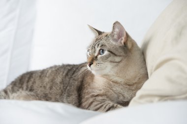 kanepede döşenmesi ve rahatlatıcı sevimli tekir kedi evde-