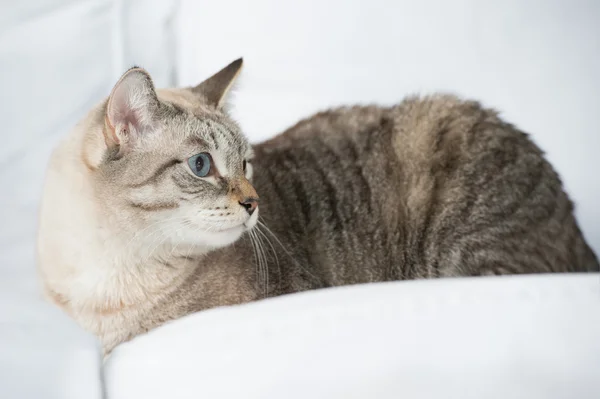 Niedliche gestromte Katze zu Hause - auf dem Sofa liegend und misstrauisch — Stockfoto