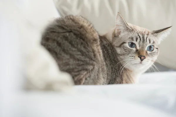 Χαριτωμένο tabby γάτα στο σπίτι - τοποθέτηση στον καναπέ και να ψάχνει επιφυλακτικοί — Φωτογραφία Αρχείου