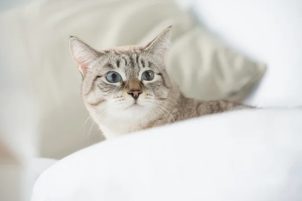Симпатичная табби-кошка дома - лежит на диване и выглядит бородатой — стоковое фото