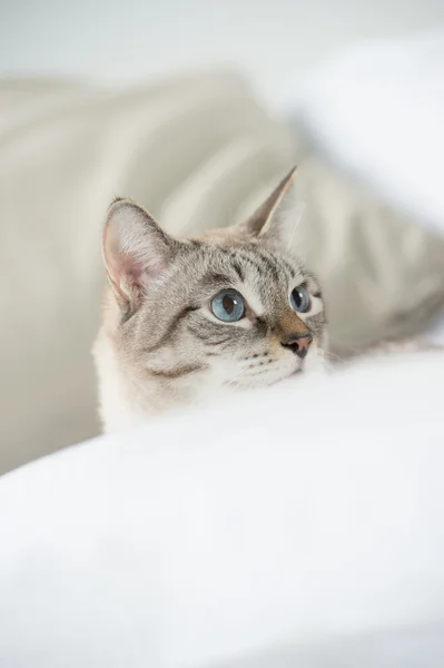 Симпатичная табби-кошка дома - лежит на диване и выглядит бородатой — стоковое фото
