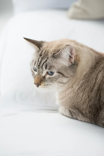 Χαριτωμένο tabby γάτα στο σπίτι - τοποθέτηση στον καναπέ και να ψάχνει επιφυλακτικοί — Φωτογραφία Αρχείου