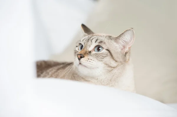 Cute tabby cat at home - laying on sofa and looking wary — Stock Photo, Image