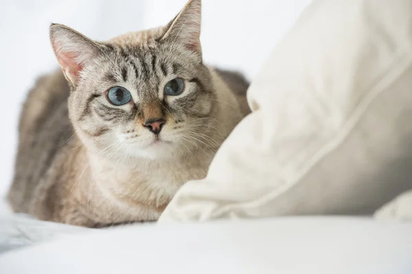 Χαριτωμένο tabby γάτα στο σπίτι - τοποθέτηση στον καναπέ και να ψάχνει επιφυλακτικοί — Φωτογραφία Αρχείου