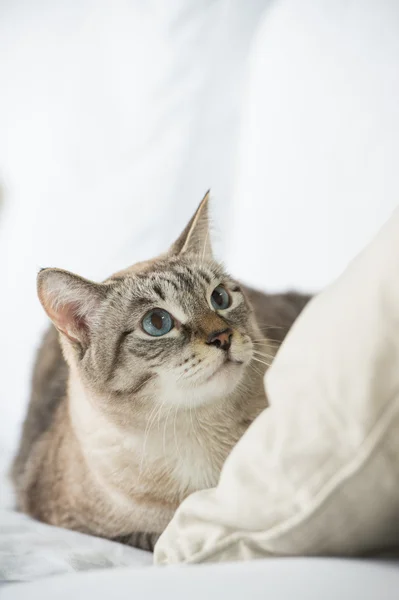 Roztomilý mourovatá kočka domácí - položil na pohovku a relaxaci — Stock fotografie