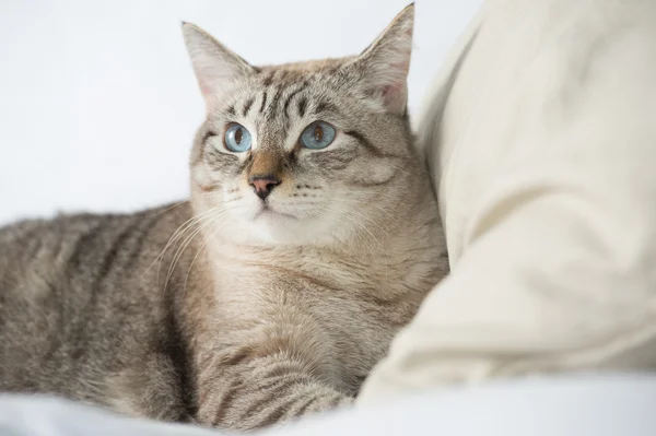 Χαριτωμένο tabby γάτα στο σπίτι - τοποθέτηση στον καναπέ και χαλάρωση — Φωτογραφία Αρχείου