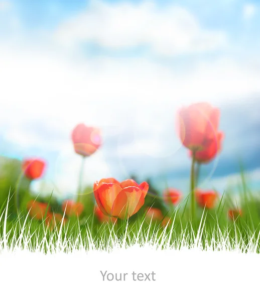 Bonitas tulipas vermelhas no céu cênico e copyspace branco no bo — Fotografia de Stock