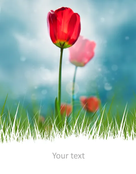 Bonitas tulipas vermelhas no céu cênico e copyspace branco no bo — Fotografia de Stock