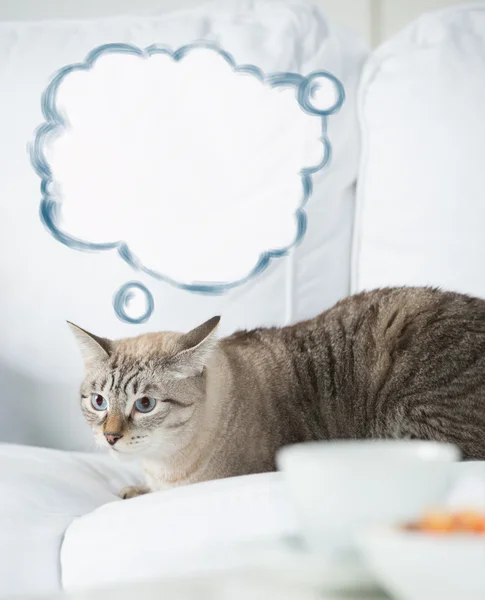 Niedliche gestromte Katze zu Hause - auf dem Sofa liegend und denkend, leere Kugel — Stockfoto