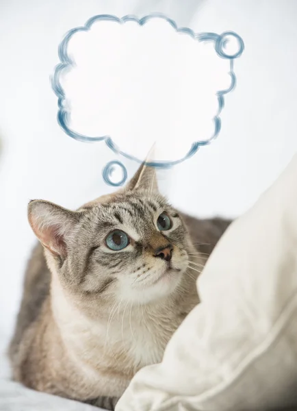 Roztomilý mourovatá kočka domácí - položil na pohovku a myšlení, prázdný míč — Stock fotografie