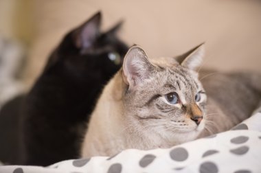 iki sevimli ev ile ilgili kısa kıl kedi birbiriyle yatmak