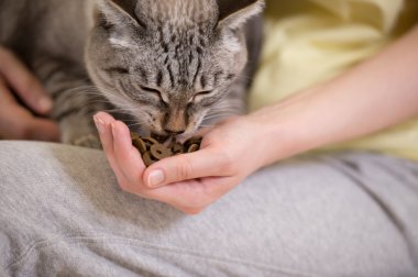 Tanınmayan kadın evde tekir kedi besleme