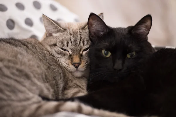 Две милые коротковолосые кошки обнимаются друг с другом. — стоковое фото