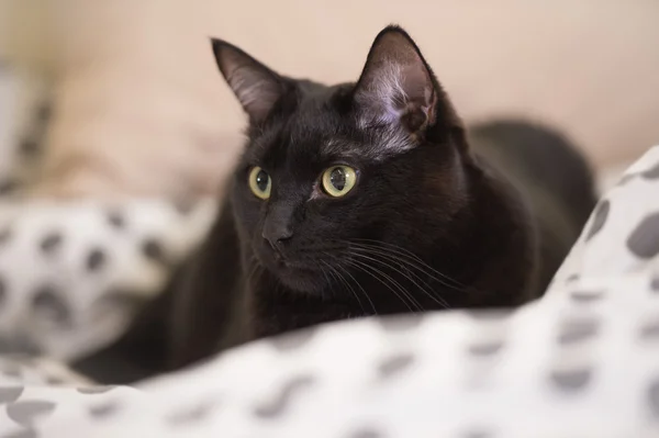 Τεμπέλης μεγάλη μαύρη γάτα τοποθέτηση στο κρεβάτι — Φωτογραφία Αρχείου