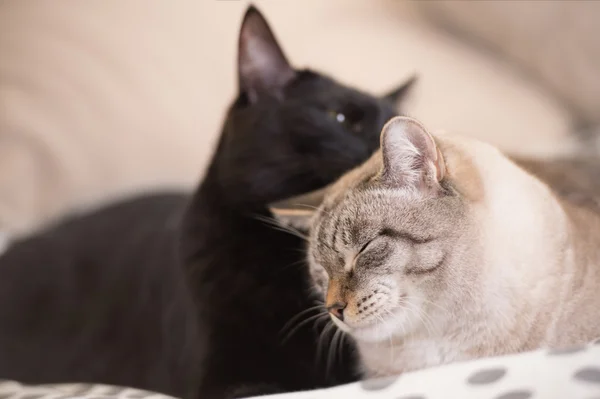 Two cute domestic short hair cats snuggle with one another — Stock Photo, Image