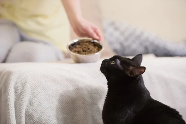 Donna irriconoscibile che nutre il suo gatto nero a casa — Foto Stock