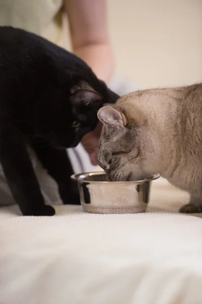 Неузнаваемая женщина кормит своих кошек дома — стоковое фото