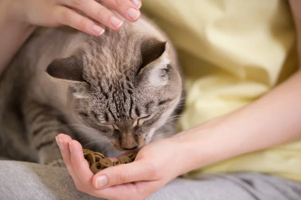 Unrecognizable woman feeding her tabby cat at home — Stock Photo, Image
