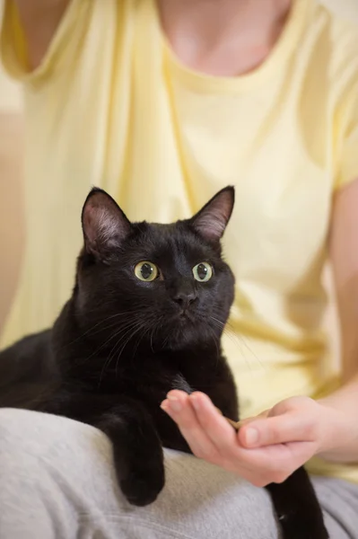 Mulher irreconhecível alimentando seu gato preto em casa — Fotografia de Stock