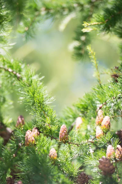 Young larch cone, larch tree — Stock Photo, Image