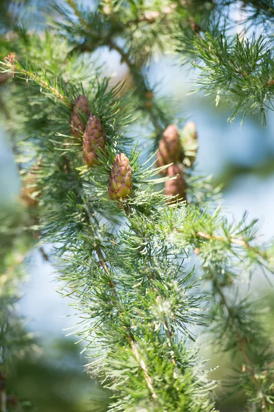 Cone de larício jovem, árvore de larício — Fotografia de Stock