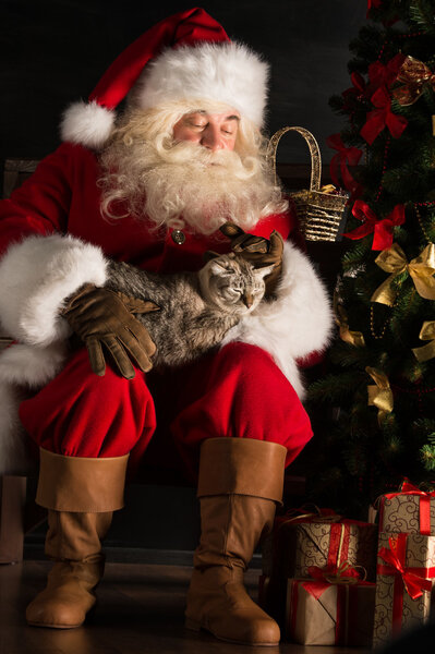 Santa Claus sitting near Christmas tree and embracing his cat
