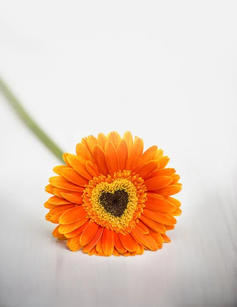 Herz aus orangefarbener Gänseblümchen-Gerbera auf weißem Tisch — Stockfoto