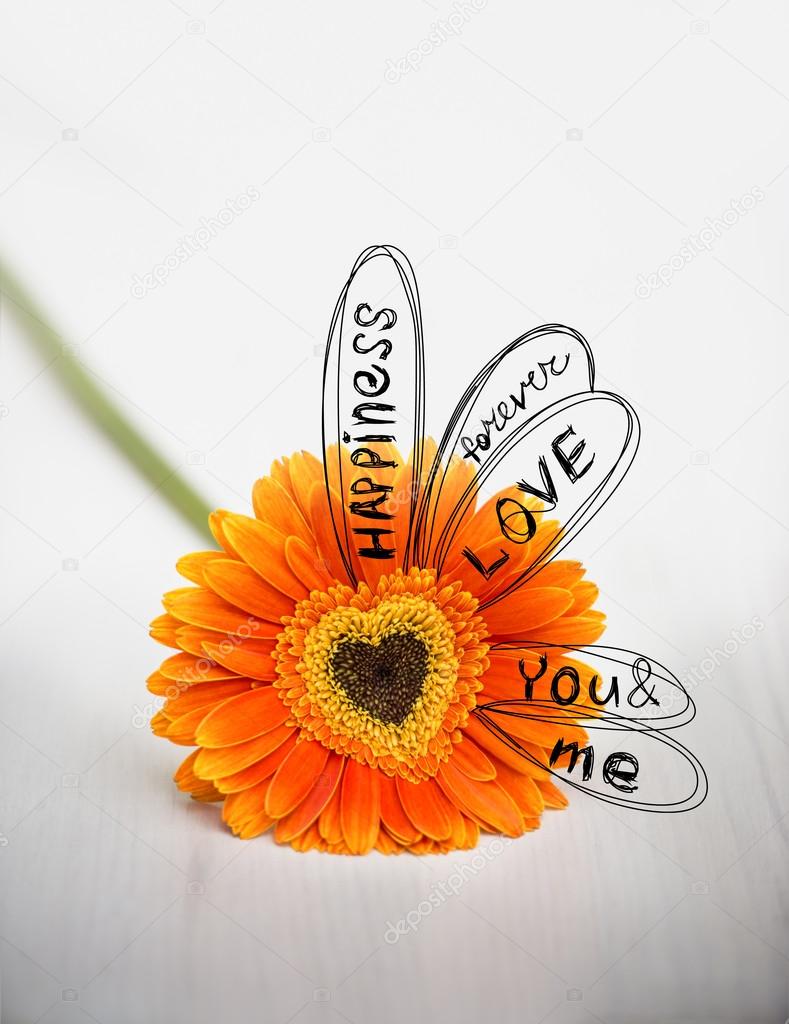 Heart from orange daisy-gerbera on white table with drawing sketch of divination