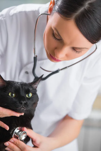 Médico veterinario haciendo un chequeo de un lindo gato hermoso —  Fotos de Stock