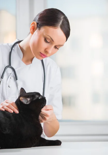 Médico veterinario haciendo un chequeo de un lindo gato hermoso —  Fotos de Stock