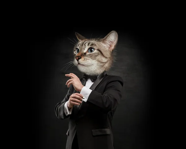 Business man cat head — Stock Photo, Image