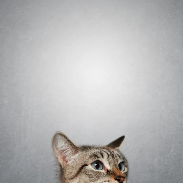 Cat looking out — Stock Photo, Image