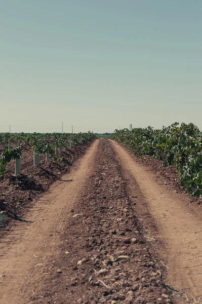 Дорога через виноградник в Испании — стоковое фото