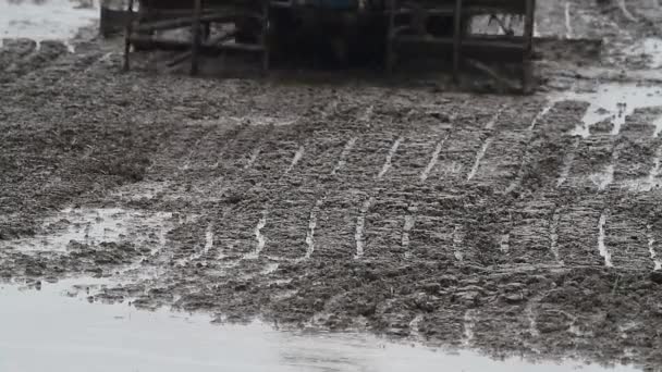 Plowing arrozal campo II — Vídeos de Stock