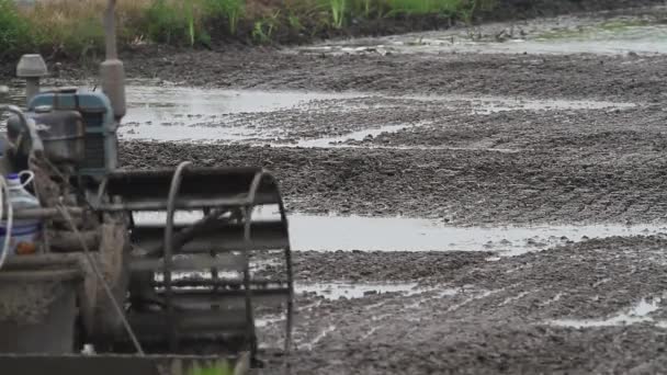 Plowing paddy field — Stock Video