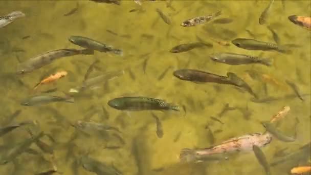 Fish in The Pond — Stock Video