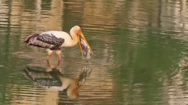 Leylek (Mycteria leucocephala) boyalı II