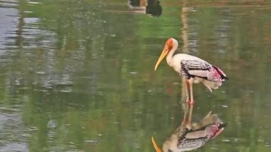 Leylek (Mycteria leucocephala) boyalı IV