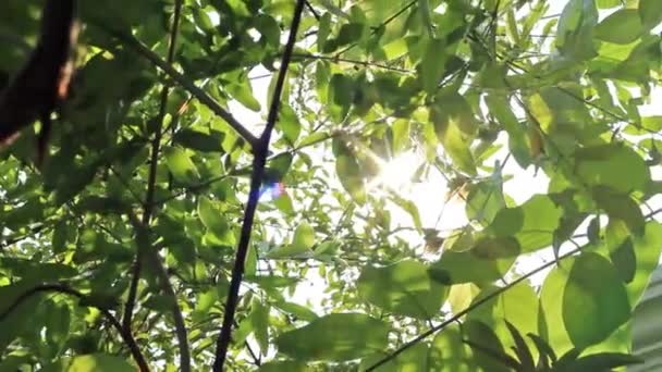 Sunshine Through Leaves - Slider Shot — Stock Video