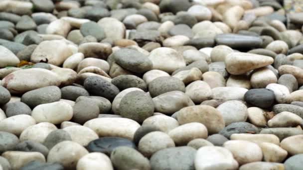 Jardín Pebble Slider Shot — Vídeo de stock