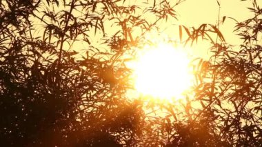 gündoğumu ve bambu 2