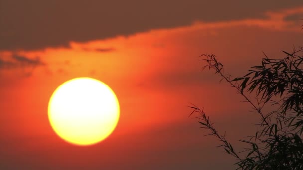 Sunrise and Bamboo Leaves II — Stock Video