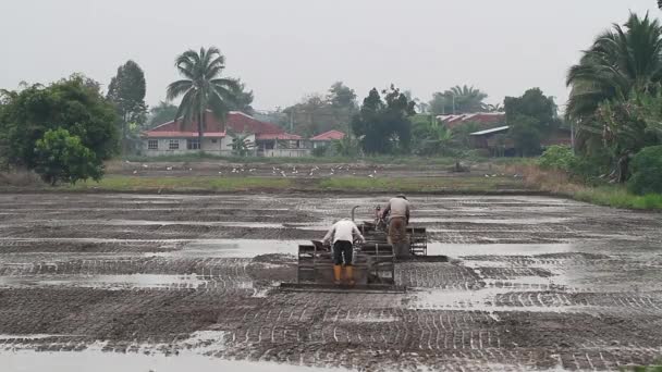 Arado campo de arrozal 2 — Vídeo de Stock