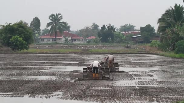 Plowing paddy field 2 — Stock Video